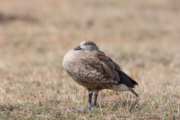 Blue-winged Goose