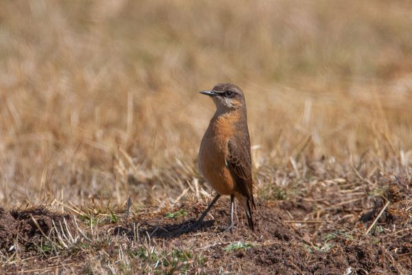 Red-breasted wheatear