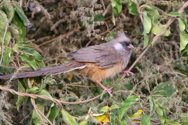 Speckled Mousebird