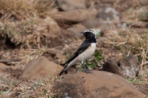 Pied Wheatear 