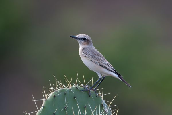  Isabelline Wheatear