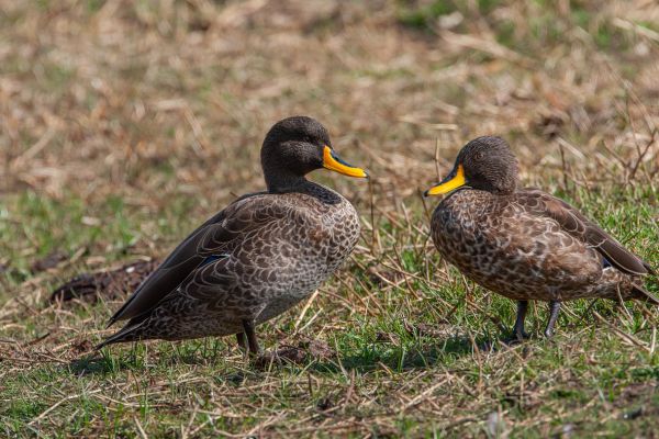 Yellow-billed Duck
