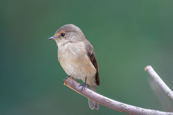African Dusky Flycatcher 
