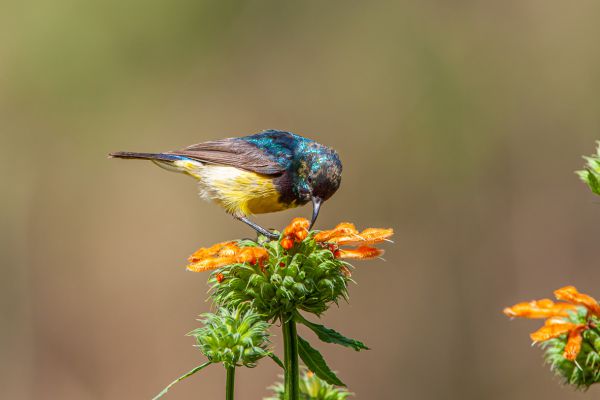 Variable Sunbird 