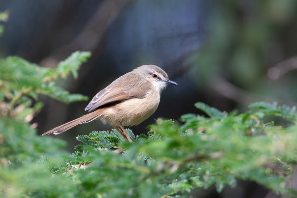 Tawny-flanked Prinia