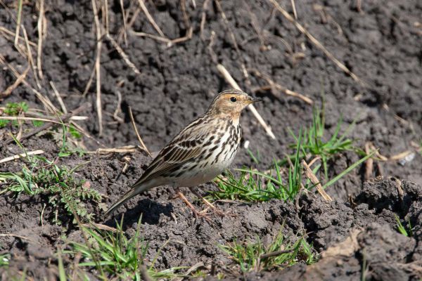 Red-throated Pipit