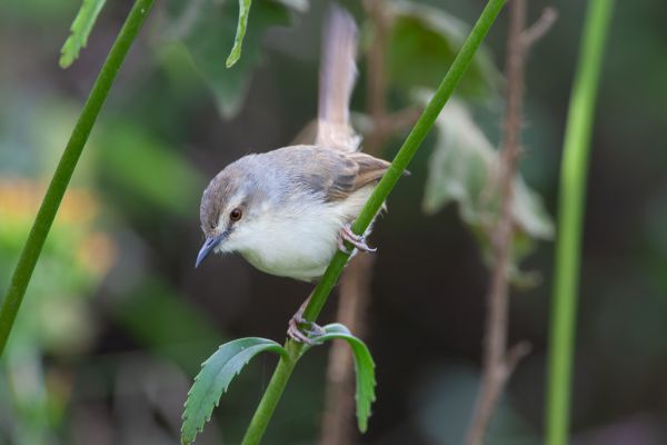 Brown Woodland-Warbler