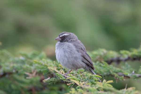 Brown-rumped Seedeater