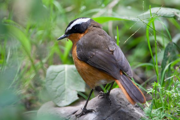 Rueppell's Robin-Chat