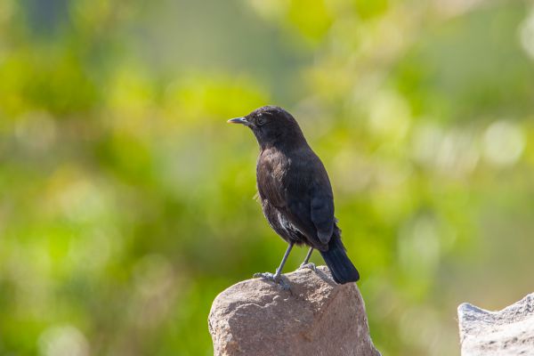 Rueppell's Chat
