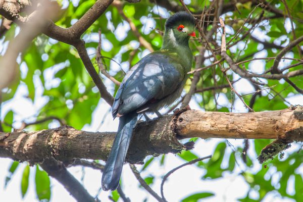 White-cheeked Turaco