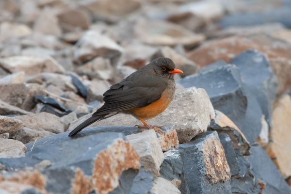 Mountain Thrus