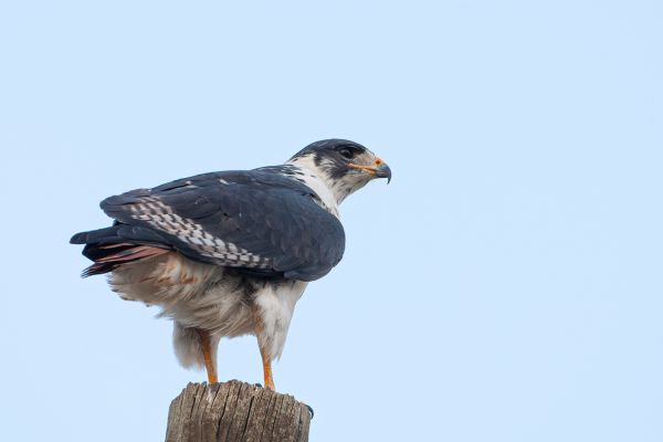 Augur Buzzard