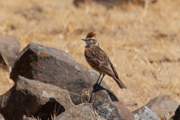Erlanger's Lark