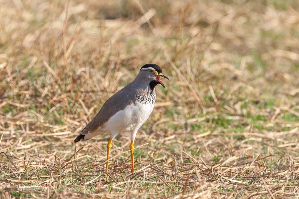 Spot-breasted Lapwing