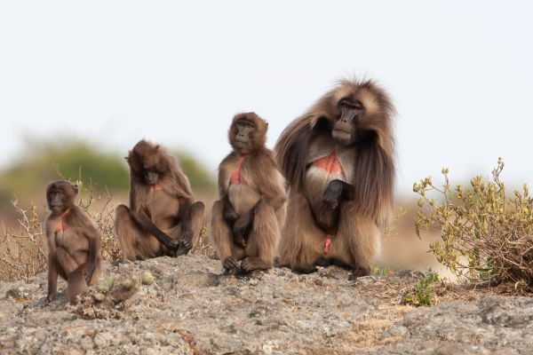 Gelada 