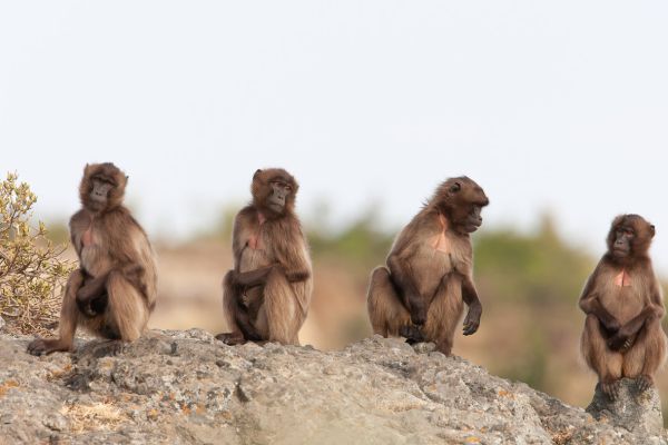 Gelada 