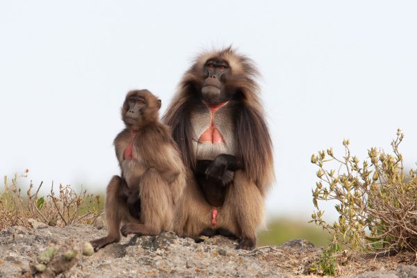 Gelada 