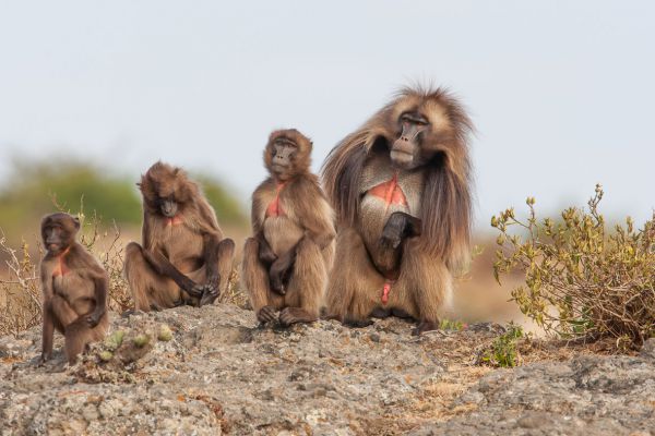 Gelada Baboon