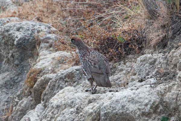 Scaly Francolin