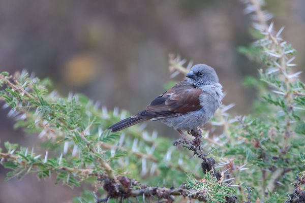 Northern Grey-headed Sparrow