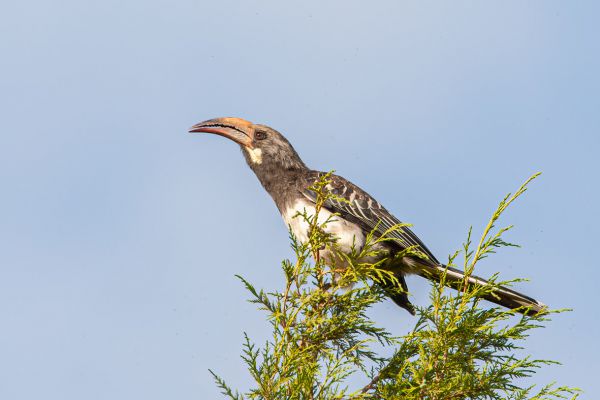 Hemprich's Hornbill