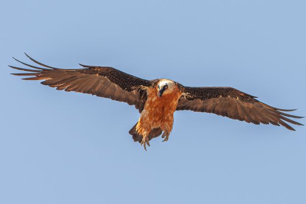 Bearded vulture