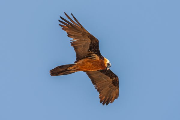 Bearded vulture