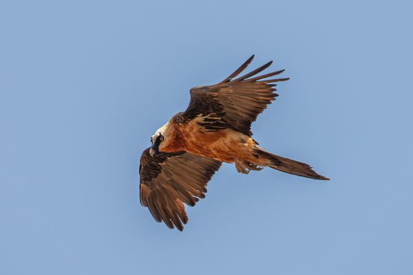Bearded vulture