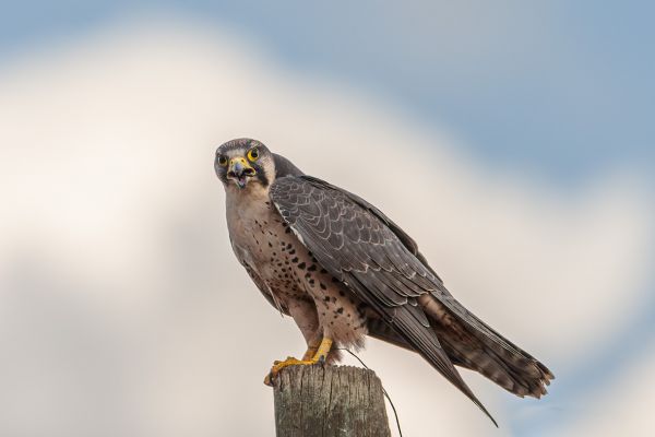 Lanner Falcon
