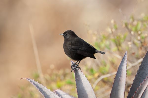 Rueppell's Black Chat