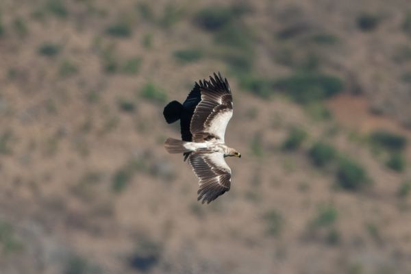 Tawny Eagle