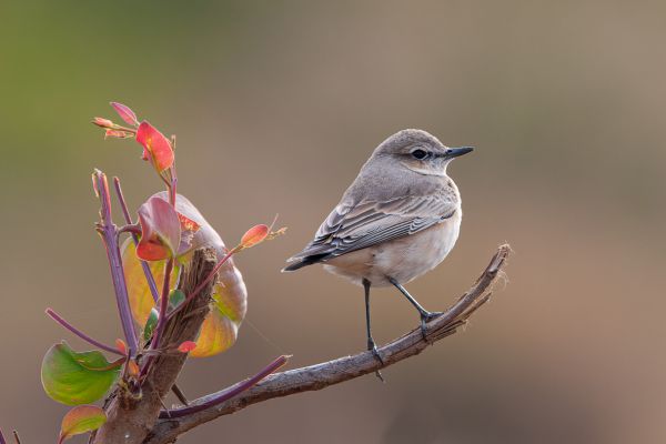 Isabelline Wheatear