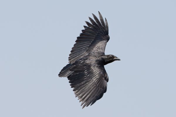Fan-tailed Raven