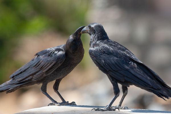 Fan-tailed Raven 
