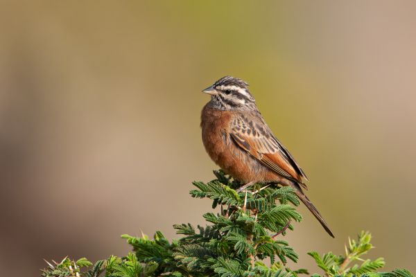 Cinnamon-breasted Bunting