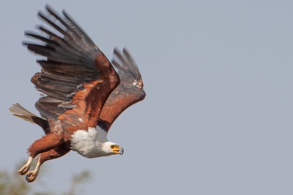 African Fish-Eagle
