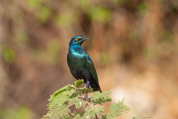 Greater Blue-eared Glossy-Starling