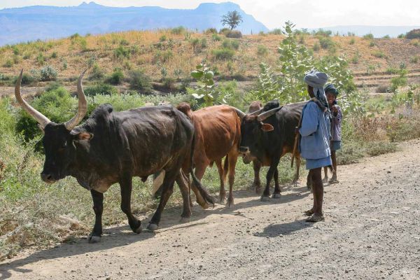 Jemma Valley (guide the cattle)