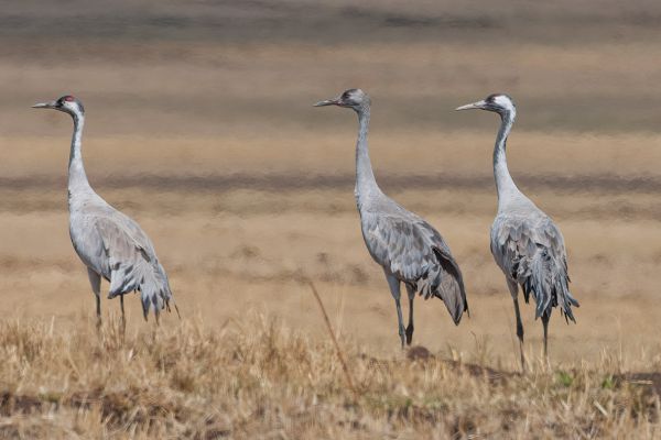 Common Crane