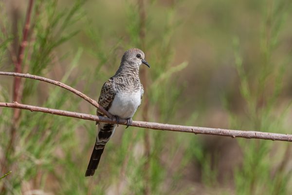 Namaqua Dove