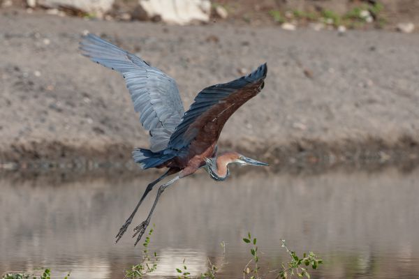 Goliath Heron