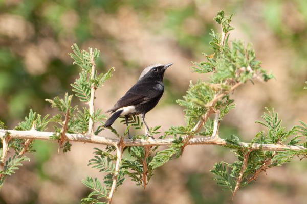White-tailed Wheatear