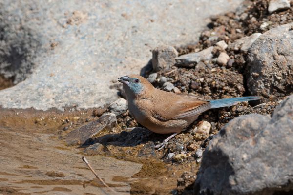 Red-cheeked Cordonbleu