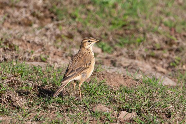 African Pipit