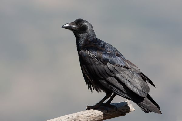 Fan-tailed Raven 