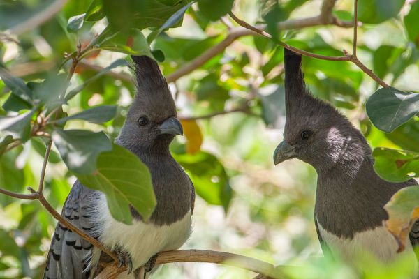 White-bellied Go-away-bird