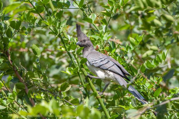 White-bellied Go-away-bird