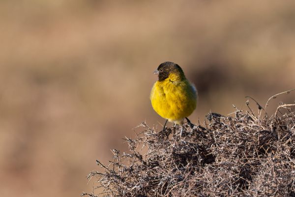 Abyssinian Siskin