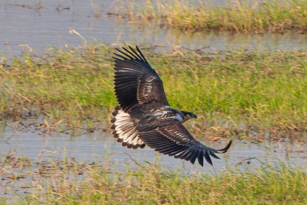 African Fish-Eagle (juvenile)